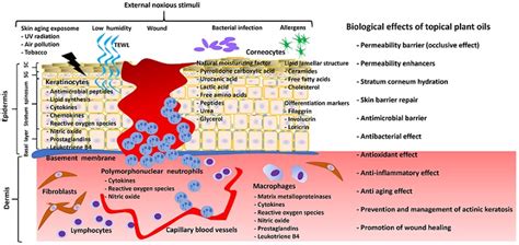 Ijms Free Full Text Anti Inflammatory And Skin Barrier Repair