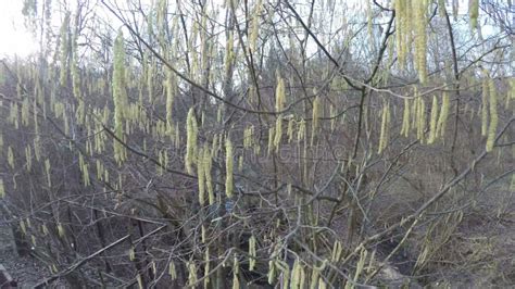 Hazel Catkin Tree Blooms Brook Water Flow 4K Stock Video Video Of