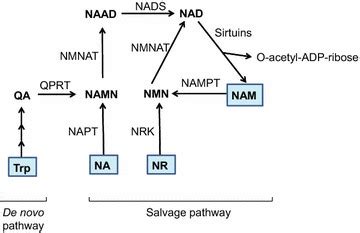 Schematic Representation Of De Novo And Salvage Pathways For NAD