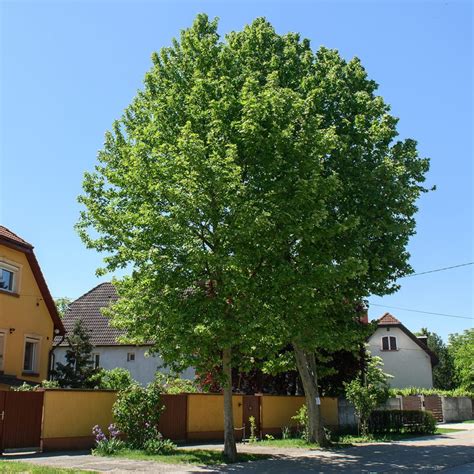 Platan Platanus Acerifolia Rasadnik Cvjetićanin