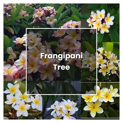 How To Grow Frangipani Tree Plant Care And Tips Norwichgardener