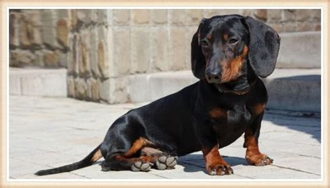 Cuántos Tipos de Perro Salchicha Hay Tamaño Pelo Colores Fotos