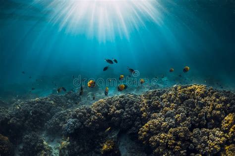 Vida Selvagem Submarina Peixes De Corais E Raios Solares Nos