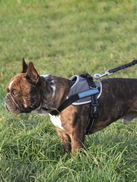 French Bulldog Training, Temperament, & Breed History