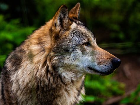 wolf experience