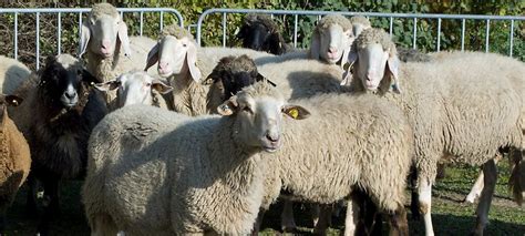 Vetmeduni Sheep And Goats