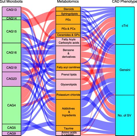 Interrelationship Between Gut Microbiota Composition Host Metabolic Download Scientific