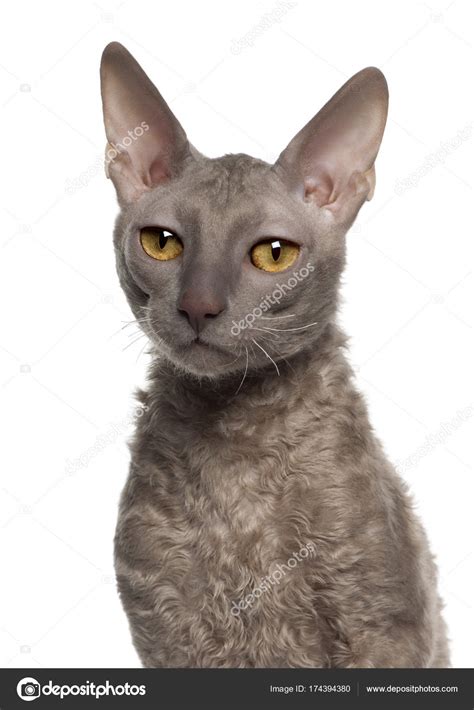 Portrait Of Cornish Rex Cat 9 Months Old In Front Of White Background