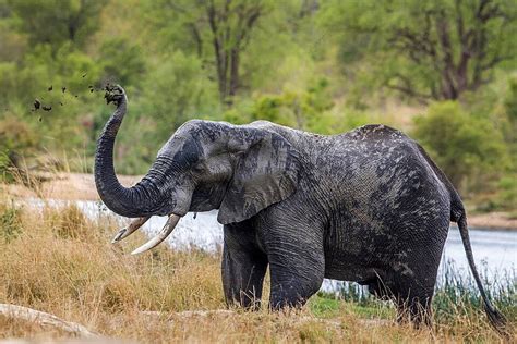 Taman Nasional Kruger Gajah Semak Afrika Di Afrika Selatan Foto Latar