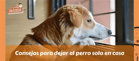 ᐉ Consejos para dejar al perro solo en casa ACTUALIZADO