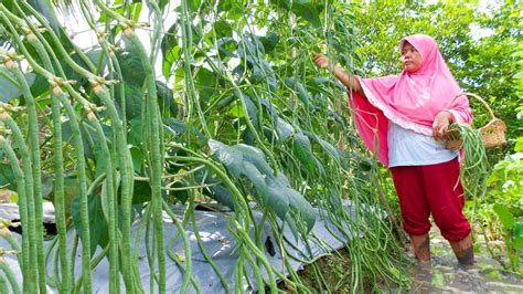 Panduan Lengkap Cara Menanam Kacang Panjang Dari Awal Semai Sampai