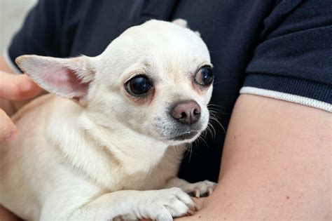 Shaking Causes And Treatments The Animal Medical Center