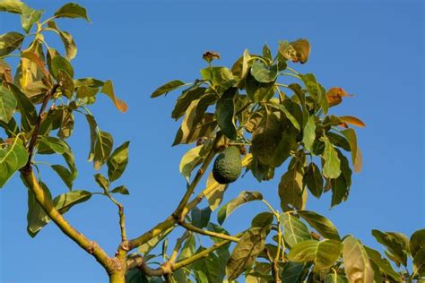 How To Save A Dying Avocado Tree 9 Steps You Should Take The