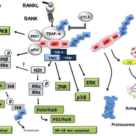 P62sqstm1 Linear Representation Multiple Interaction Motifs Located