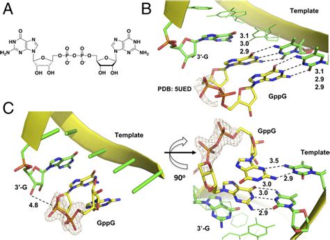 Structure Of The Rna Gppg Complex Rna And Ligand Structures And F O