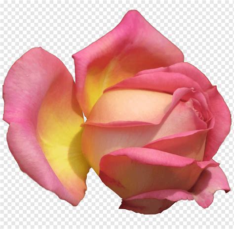 Pink Flower Garden Roses Cabbage Rose Floribunda Petal Cut Flowers