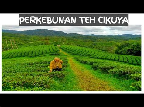 Perkebunan Teh Cikuya Wisata Kebun Teh Organik Di Lebak Banten Youtube