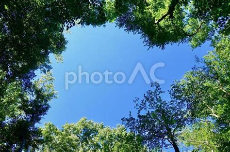 緑に囲まれた夏の青空 空の背景 No 24719266｜写真素材なら「写真ac」無料（フリー）ダウンロードok