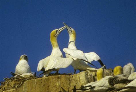 10 Spectacular Birds of Iceland