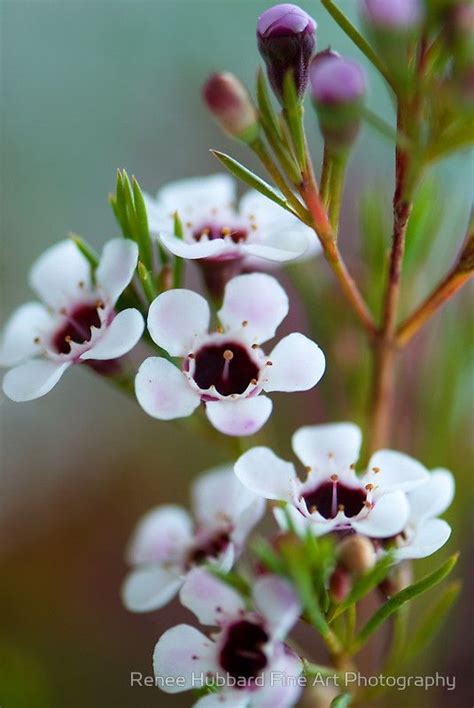 Geraldton Wax Australia Australian Wildflowers Australian Native