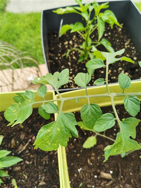 Leaves On My Tomato Plants Are Looking Odd Yellow Bumps Should I