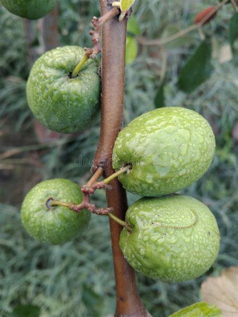 Ber Fruit Tree Indian Jujube Fruit Stock Image Image Of Plant