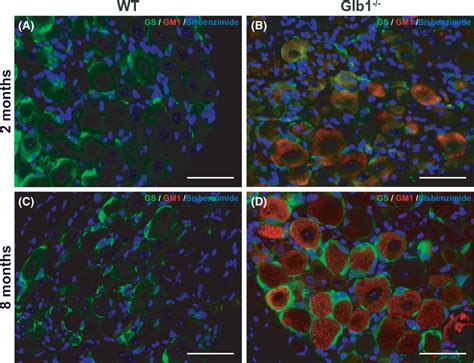 Representative Images Of Immunofluorescence Double Staining Of Murine