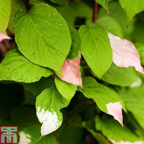Actinidia Kolomikta Plants Thompson And Morgan