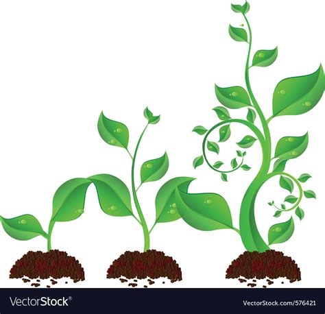 Plant growth Royalty Free Vector Image - VectorStock