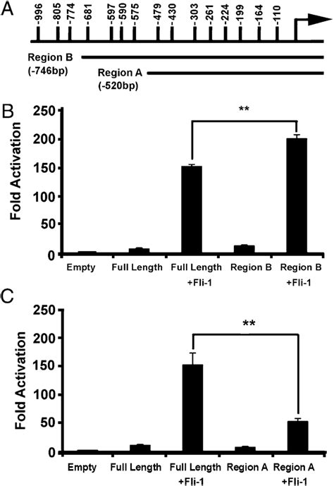 Activation Of The CCL5 Promoter By Fli 1 Occurs Between 2746 And 2520