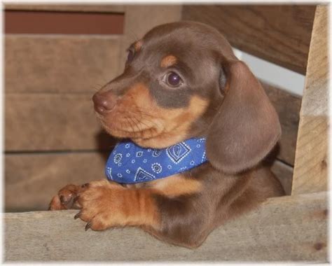 8 Fabulous Funny weiner dog pictures : Biological Science Picture ...