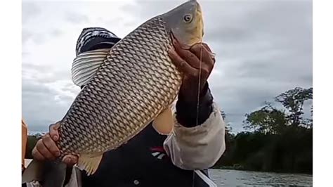 Nesse Ponto De Pesca S Pega Piau U Gigante Pescaria Rio Paran Youtube