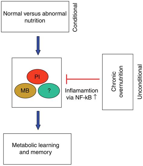 Working Model Of Metabolic Learning And Memory Formation Under An