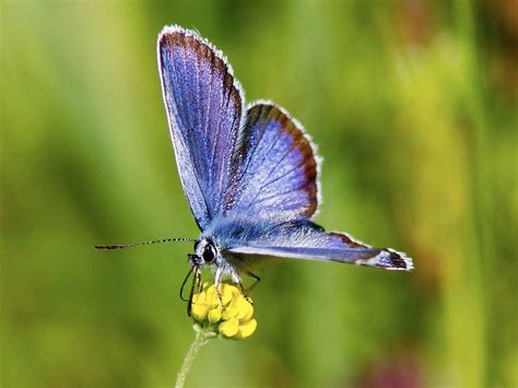 Phengaris Alcon Alchetron The Free Social Encyclopedia