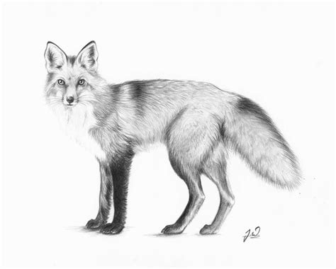 522 mejores imágenes de GRAPHITE PENCIL DRAWINGS OF FOX en Pinterest | Dibujos a lápiz, Zorros y ...