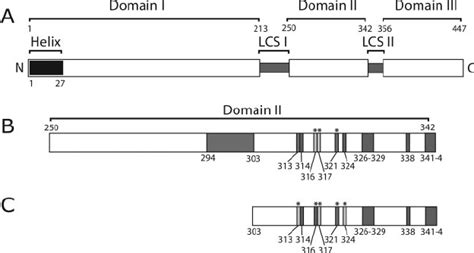 A Schematic Representation Of The Hepatitis C Virus NS5A Protein