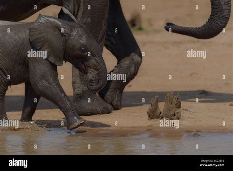 Cute baby elephant, elephant calf Stock Photo - Alamy