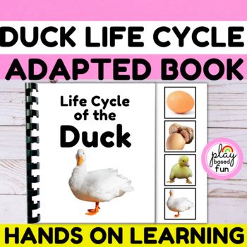 Life Cycle Of A Duck Adapted Book Duck Life Cycle Activity Autism