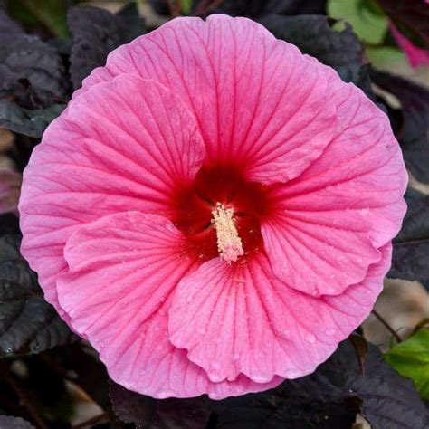 Summerific Edge Of Night Rose Mallow Grown By Overdevest