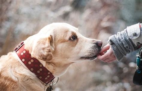 Cómo elegir la raza de perro correcta según tu personalidad