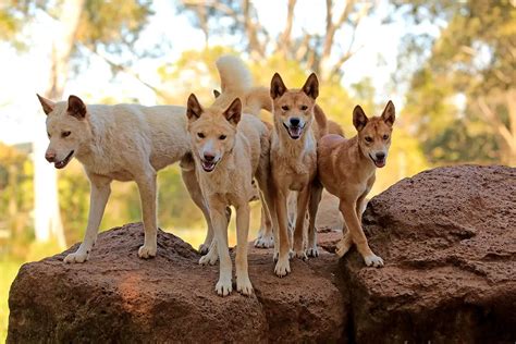 Dingos São Descendentes De Cães Modernos E Lobos Selvagens Sugere Estudo