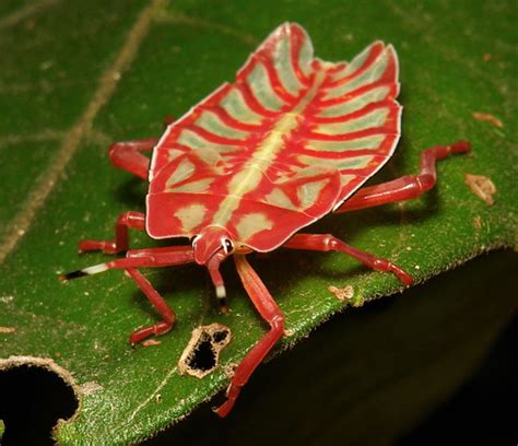 Tessaratomid Giant Shield Bug Nymph Tessaratomidae Flickr