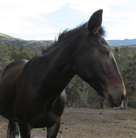 A Big” Scare Best Horse Practices
