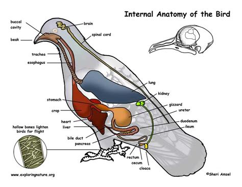 Bird Anatomy Diagram Sheriamsel Lee S Birdwatching Adventures Plus