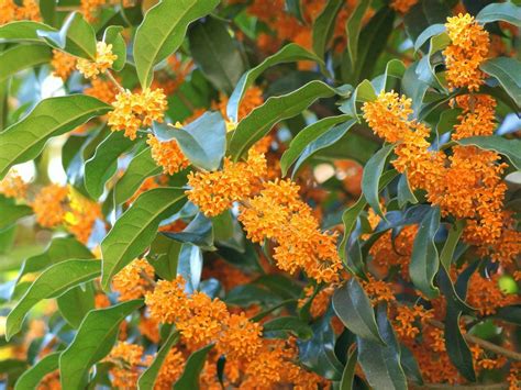 キンモクセイの育て方。コツとお手入れ方法を一挙紹介します 花畑 園芸 素敵な庭