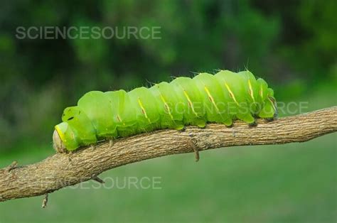 Photograph | Polyphemus Moth caterpillar | Science Source Images