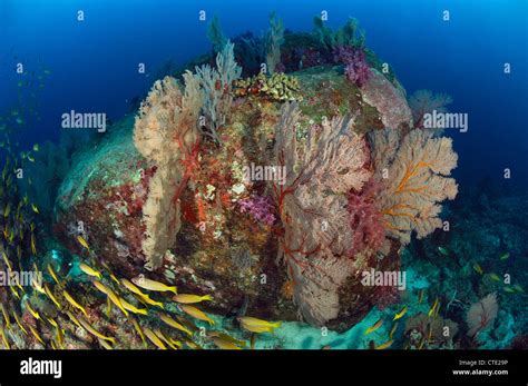 Seafan In Coral Reef Melithaea Sp Similan Islands Thailand Stock