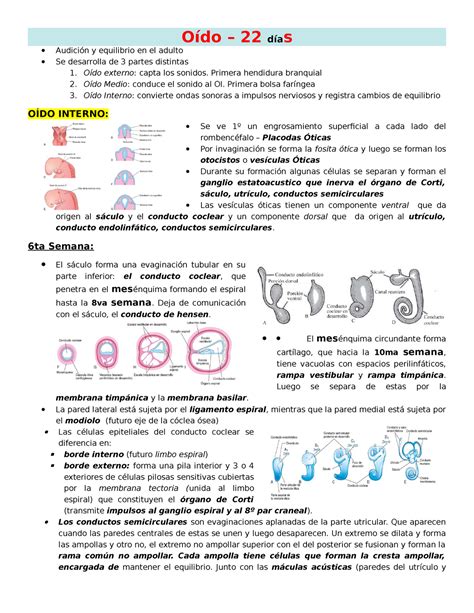 O Do Resumen Langman Embriolog A M Dica E O Do D As