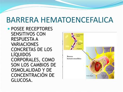 Ppt Barrera Hematoencefalica Y Lcr Powerpoint Presentation Free