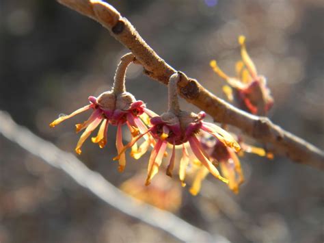 Hamamelis Virginiana Common Witchhazel Common Witch Hazel Southern